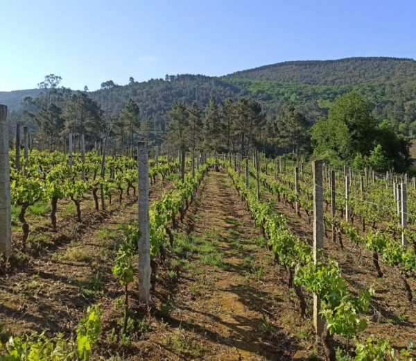 A UVigo participa nun proxecto europeo que busca comprender a conexión entre a biodiversidade e as funcións do solo