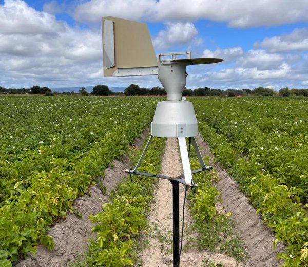 O Grupo Operativo XIPrisco desenvolve modelos de predición capaces de reducir á metade os tratamentos fúnxicos no cultivo da pataca